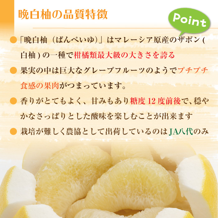 [予約 2023年12月31日必着] 晩白柚 3玉 約4～5kg 熊本県八代産 化粧箱 最大級の柑橘フルーツ 冬ギフト お歳暮 御歳暮