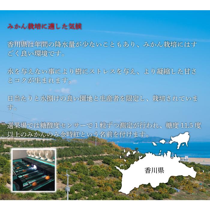 お歳暮 みかん 金時紅みかん 赤秀 2L〜2Sサイズ 2kg 香川県産 ミカン 蜜柑 ギフト お取り寄せ