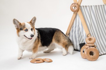 原革啃咬玩具-貝果/甜甜圈