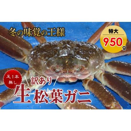 ふるさと納税 松葉ガニ 訳あり足１本なし生松葉ガニ（特大950g）訳ありかに カニ 蟹 生 新鮮 かに カニ 蟹 松葉ガニ 松葉がに かに カニ 蟹 生【.. 鳥取県倉吉市