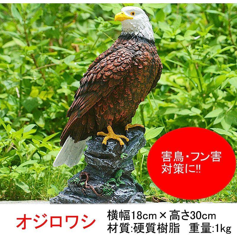 akindou 害鳥対策 30cm級 鷹 ホーク 置物 スズメ カラス ムクドリ ハト コウモリ の被害激減 デコイ 樹脂製で耐久性