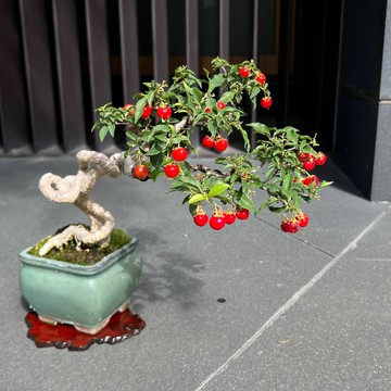 李氏櫻桃∣中品展覽級盆景