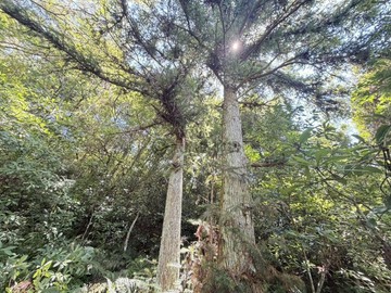礁溪高爾夫球場旁超大山坡農地｜宜蘭縣礁溪鄉得石新段