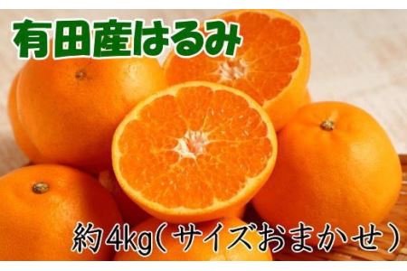 紀州有田産のはるみ約4kg(2L～3Lサイズおまかせ) ※2024年1月下旬頃～2024年2月中旬頃に順次発送（お届け日指定不可）