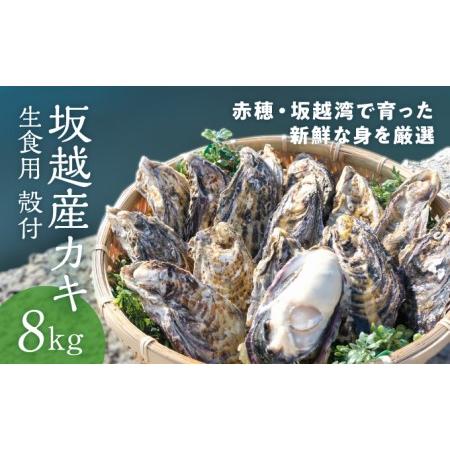 ふるさと納税 メディアでも話題の生食用カキ！赤穂・坂越湾で育った新鮮な身を厳選(坂越産カキ 生食用 殻付8kg)[ 牡蠣 冬牡蠣 兵庫県赤穂市