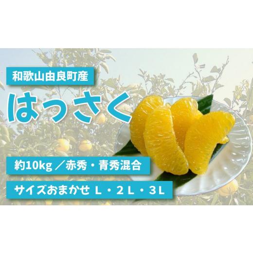 ふるさと納税 和歌山県 由良町 和歌山由良町産 はっさく 約10kg (赤秀・青秀 混合)(キズあり) サイズおまかせ (Ｌ・２Ｌ・３Ｌ)いずれかお届け