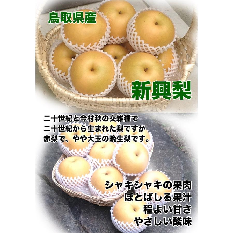 梨 鳥取県産 新興 梨 秀品 5kg 6〜12玉 贈答用 梨 なし 5Kg ギフト 送料無料 お歳暮 ギフト