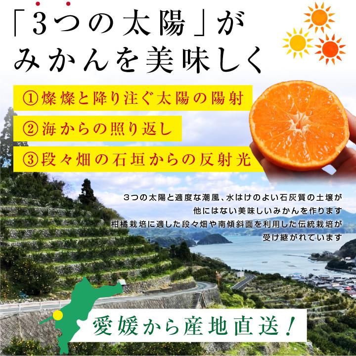 みかん 元気みかん 5kg 秀品 愛媛県産 S〜Lサイズ 浜風農園 数量限定 -S10J ミカン 小玉 大玉 甘い おいしい 旬の果物 産地直送 お歳暮 プレゼント 送料無料