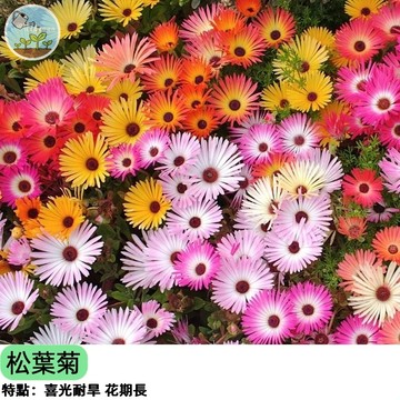 松葉菊種子 又名龍鬚牡丹 耐旱爆花機器  陽台盆栽 四季開花 蜜源植物 陽台盆栽 四季開花不間斷 新手友善