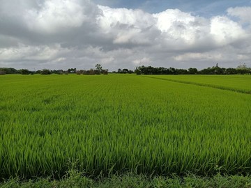 新坡蓮花園區440坪農地｜桃園市觀音區新華路二段