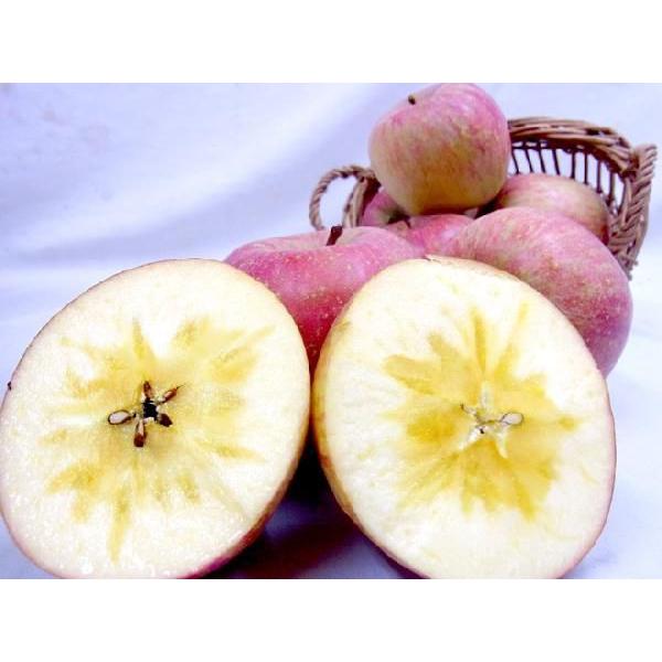 りんご 長野産 ”蜜入りサンふじ” 約10kg 訳あり 大きさおまかせ 送料無料