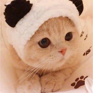 【寵愛毛宅】 寵物絨毛頭套 貓帽子 貓頭套 寵物變裝 貓咪狗狗帽子