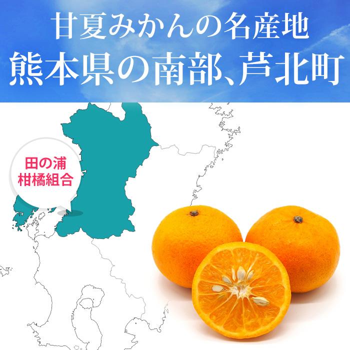 みかん 熊本県産 甘夏 約2.5kg 6〜8個