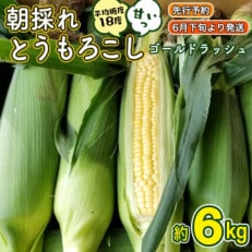 令和6年産 朝採りとうもろこし(ゴールドラッシュ) 約6kg