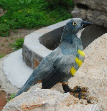 各種仿真模型仿真鳥 杜鵑 彩色羽毛小鳥 攝影道教學具