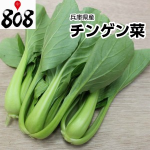 チンゲン菜　1パック　約200g旬の味覚 グルメ セット 詰め合わせ 野菜 