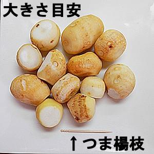 冷凍 皮むき済みタイプ 里イモ 300g×3袋入 福井県大野市上庄産 里芋 さといも 里いも サトイモ 洗い子 あらいこ 洗いこ 上庄里芋 上庄さといも 冷凍品