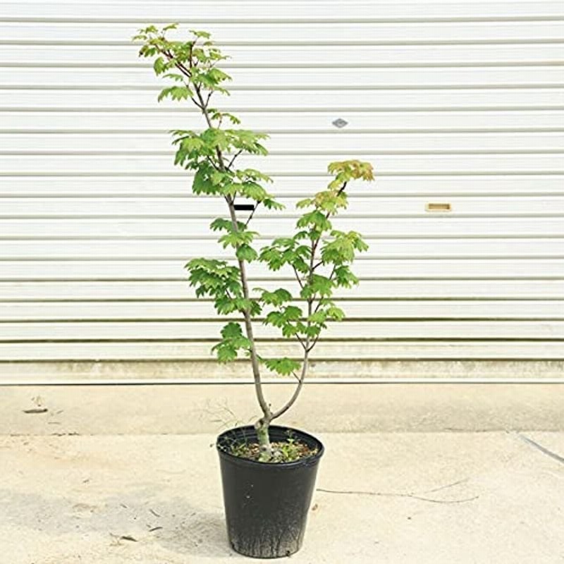 庭木 植木 イタヤもみじ 青板屋モミジ イタヤカエデ 紅葉 自然樹形 佐川急便発送 通販 Lineポイント最大0 5 Get Lineショッピング