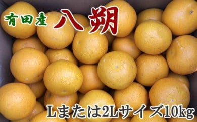 有田産の八朔10kg（Lまたは2Lサイズいずれかお届け）★2024年1月中旬より順次発送