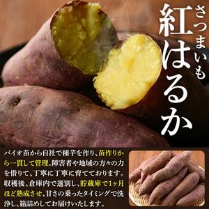 ふるさと納税 akune-2-151 ＜訳あり＞鹿児島県産さつまいも「紅はるか」(計10kg)国産 熟成 詰め合わせ 野菜 さつま芋 焼芋 鹿児島産 大小混.. 鹿児島県阿久根市