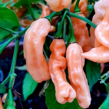🌶️（哈瓦那桃紅 辣椒種子）🌶️新種上市 （辣）高度約為60CM 果實芳香 高產可觀賞可食用辣椒種子 庭院陽台盆栽種植