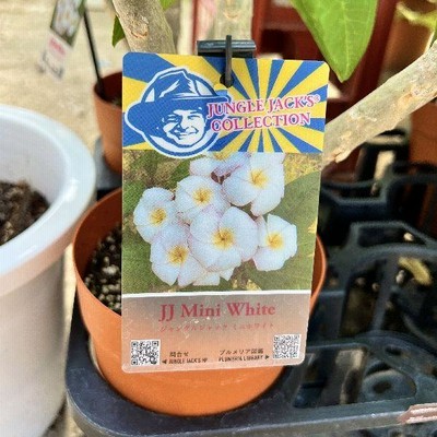 プルメリア5鉢４寸kさん おしゃれ 観葉植物 鉢花：プルメリア*5号 インドソケイ