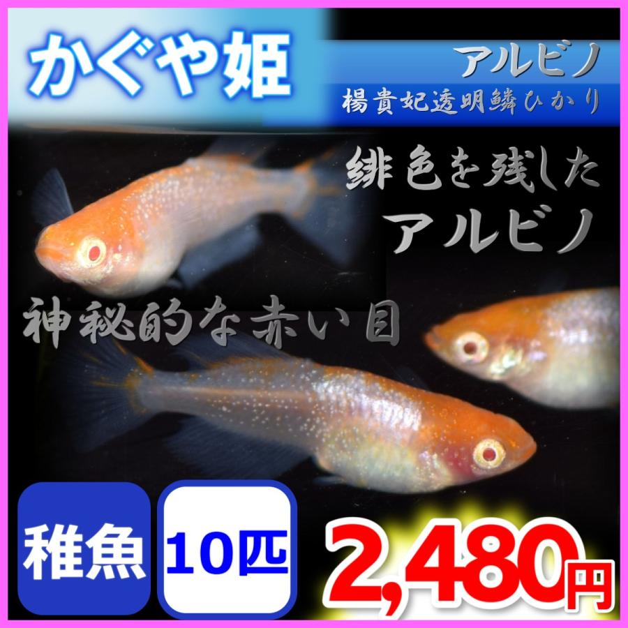 メダカ 琥珀ヒカリめだか 稚魚10匹 暁メダカ