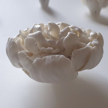 瓷花扩散器芳香疗法精油美丽的家居装饰