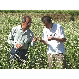 牡丹玄蕎麦 450g（ぼたんそばの種）北海道産 生産量の少ない幻の品種 ボタンソバ