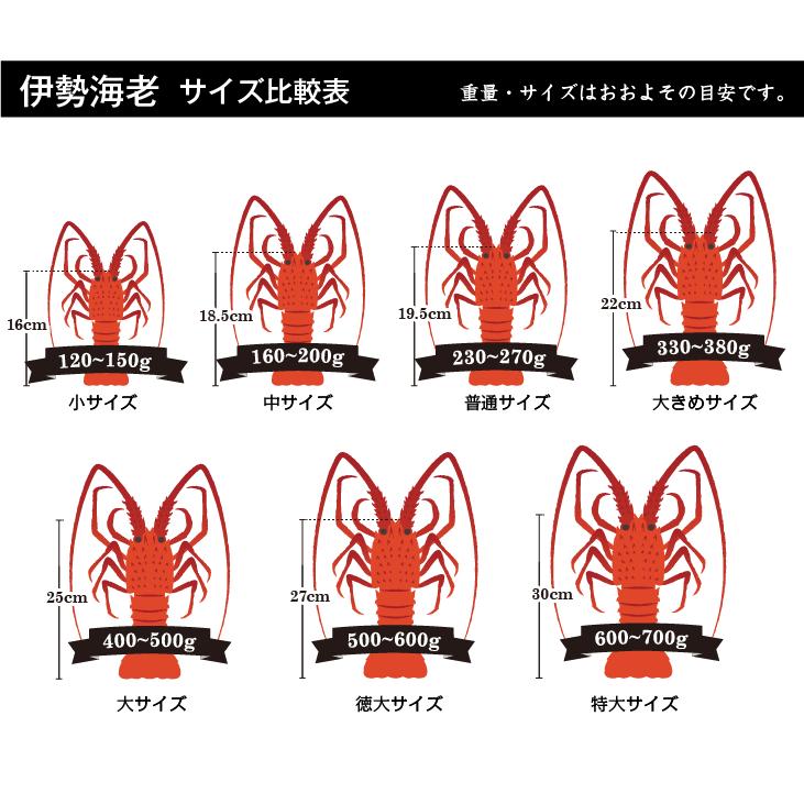 活伊勢海老　活きたまま発送！ちょっとワケあり、大サイズ 1尾 400〜500g [活伊勢海老] 送料無料