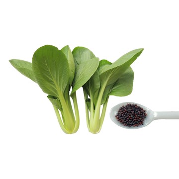 蔬菜工坊 A95-1.頂好特高清江白菜種子1.8克(約550顆)青江菜 一代交配。株型直立高度約25-28公分