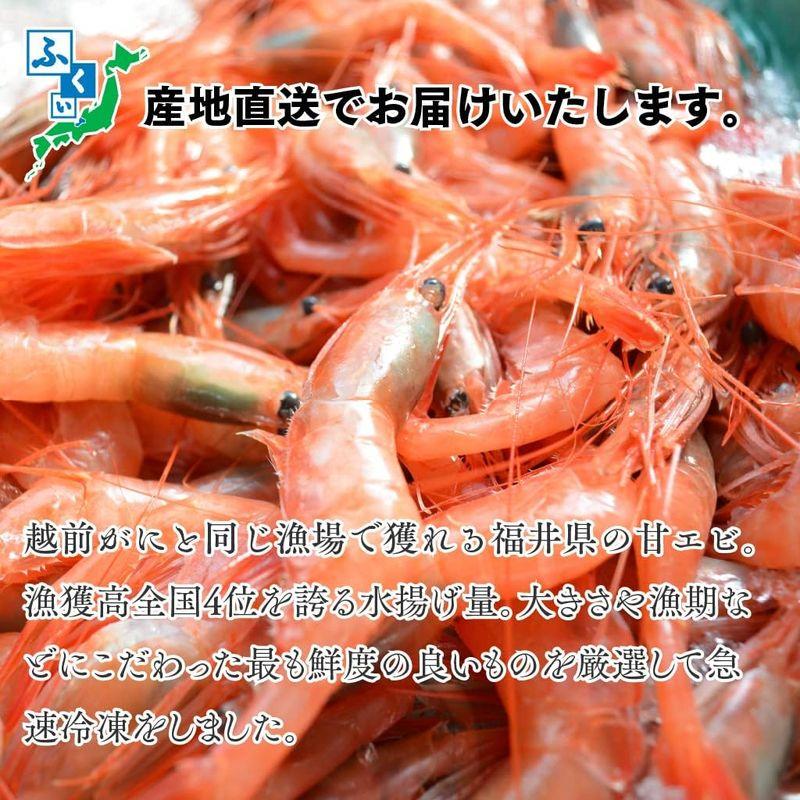 甘エビ 500g 約50尾 福井県産 国産 産地直送 子無し 天然 甘くて美味しい あまえび アマエビ お刺身 お寿司