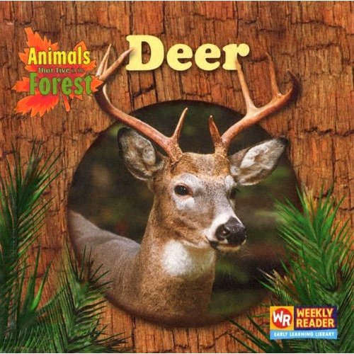 Deer (Animals That Live In The Forest)