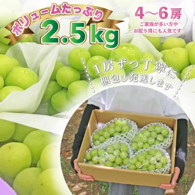 ふるさと納税 南アルプス市  山梨県南アルプス産 もぎたて シャインマスカット 2.5kg以上(4〜6房)