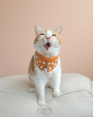 安全貓項圈和帶鈴鐺的可拆卸項圈，可釋放Daisies 橙先生套裝。