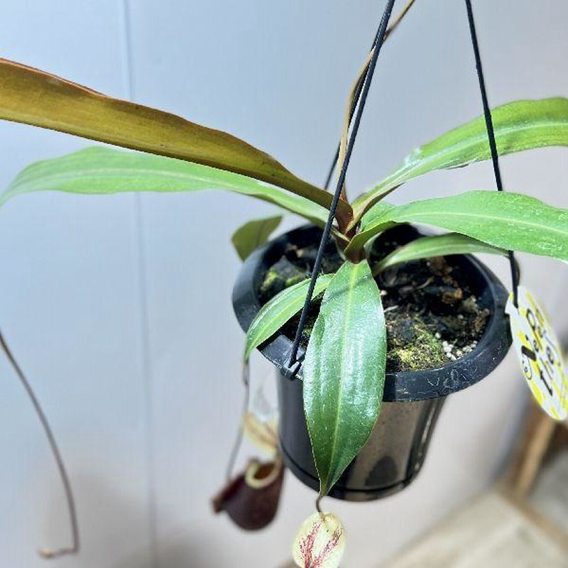 楽天市場】希少品種 観葉植物 食虫植物：ウツボカズラ