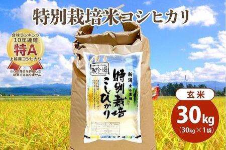 令和5年産|新潟上越三和産|特別栽培米コシヒカリ(従来種)30kg(30kg×1)玄米