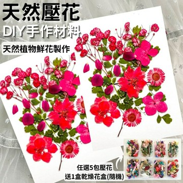 【A-ONE】乾燥壓花 浪漫菊色 書籤花 壓花書籤 押花書籤 永生花 乾燥花 押花 壓花書籤 花藝材料包