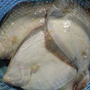 アサバカレイ 浅羽カレイ 3kg （約9-15枚入） 北海道産 噴火湾 鮮魚送料無料 ※沖縄は送料別途加算 あさばかれい