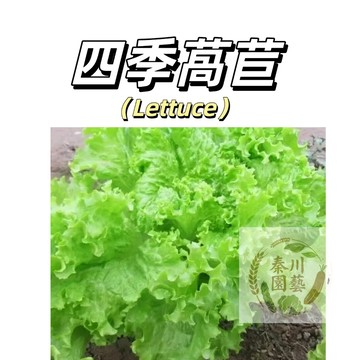 台灣現貨（四季生菜種子WJ-14）義大利生菜~四季奶油萵苣種子~速生高產耐熱四季可種植#陽台懶人20天吃蔬菜種子果菜