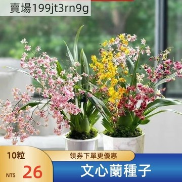 現貨【文心蘭種子】（250粒）蘭花種子 花籽 四季種植觀賞植物 室內花卉種植 花籽 盆栽花卉 新手種植 盆栽蘭花seed