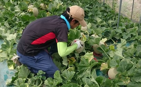 北海道 富良野 赤肉 メロン『厳選』大玉 2玉 約2kg×2玉 (松本農園)