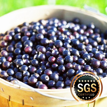 冷凍 黑醋栗【海產教父】