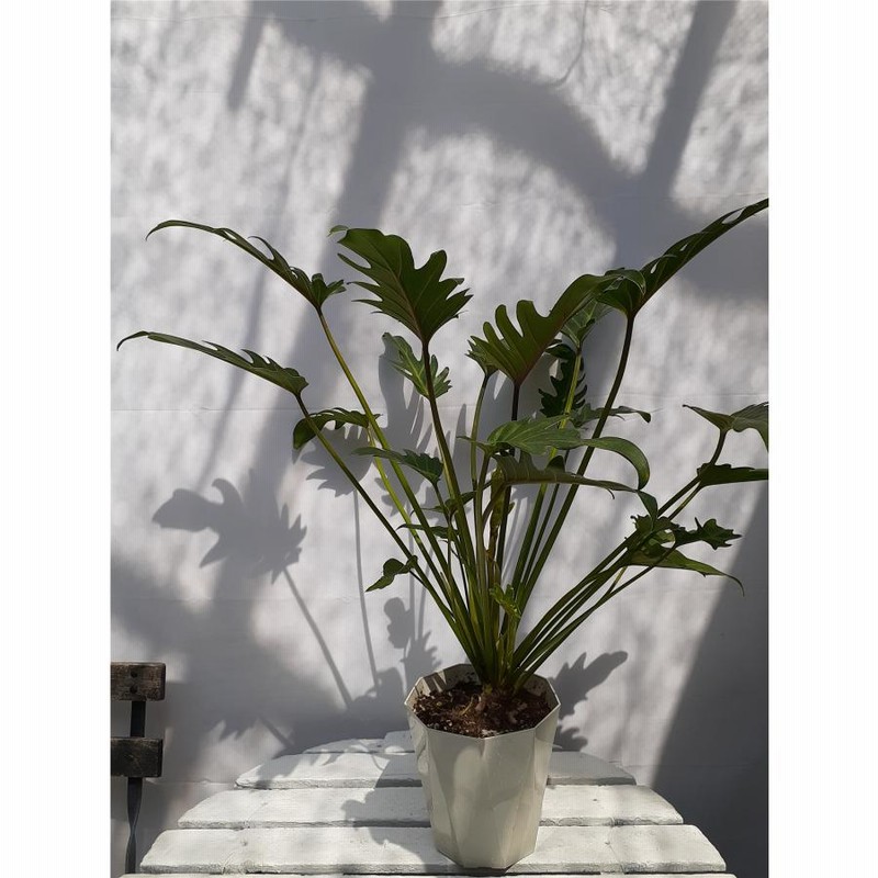 フィロデンドロン クッカバラ お買い得 誕生日 風水 観葉植物