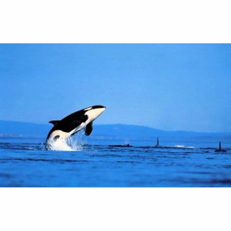 絵画風 壁紙ポスター シャチ オルカのジャンプ グランパス Killer Whale キャラクロ Orca 009w2 ワイド版 603mm 376mm 通販 Lineポイント最大1 0 Get Lineショッピング