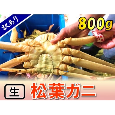 足1本なし生松葉ガニ(大800g)訳あり