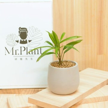 【拈花x研植】細葉棕櫚│3.5吋水泥盆│窗邊植物│新手植物│淨化空氣│招財植物│觀葉植物│質感盆栽