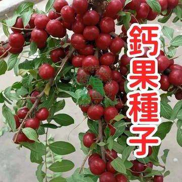 現貨鈣果種子 臺灣原生種 耐熱耐寒 庭院陽臺盆栽 果樹苗 自花授粉 高鈣高營養 新鮮採收 四季可種 居家綠化 家庭農園