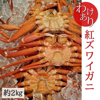 訳あり カニ 魚卸問屋のベニズワイガニ 約2kg 蟹 かに 紅ズワイガニ はりたや