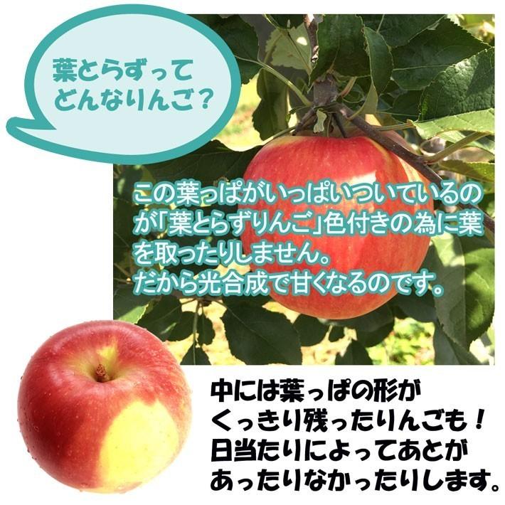 旬のおまかせ 葉とらずりんご（無選別）約2.5kg 7〜16玉 減農薬 長野県産 産地直送 送料無料 #NAX0K025